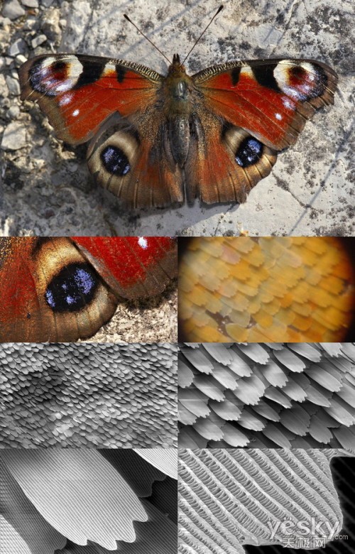显微镜下蝴蝶的翅膀图片