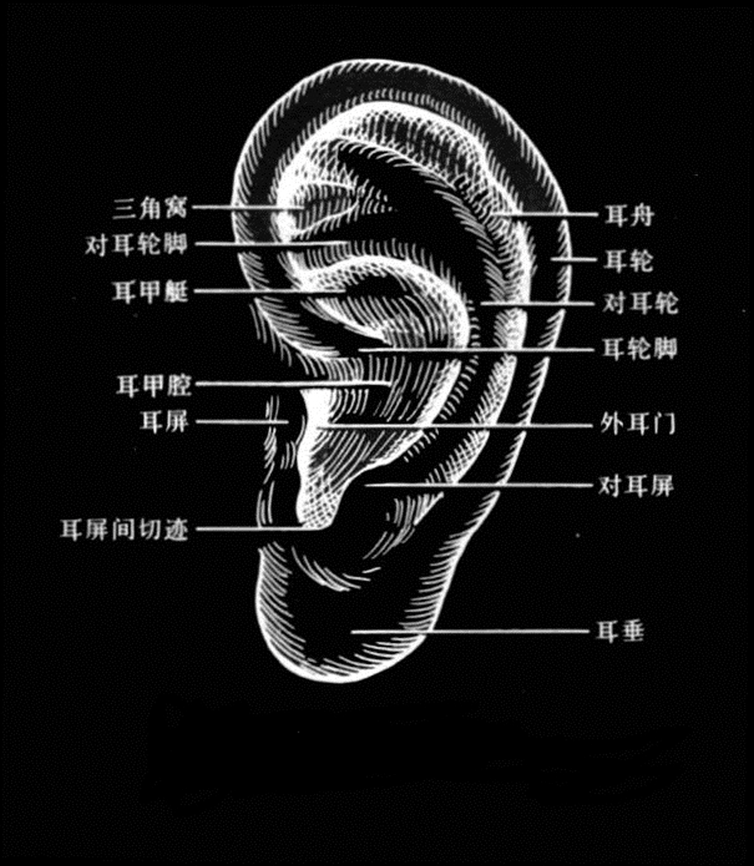 耳部结构图及其名称图片